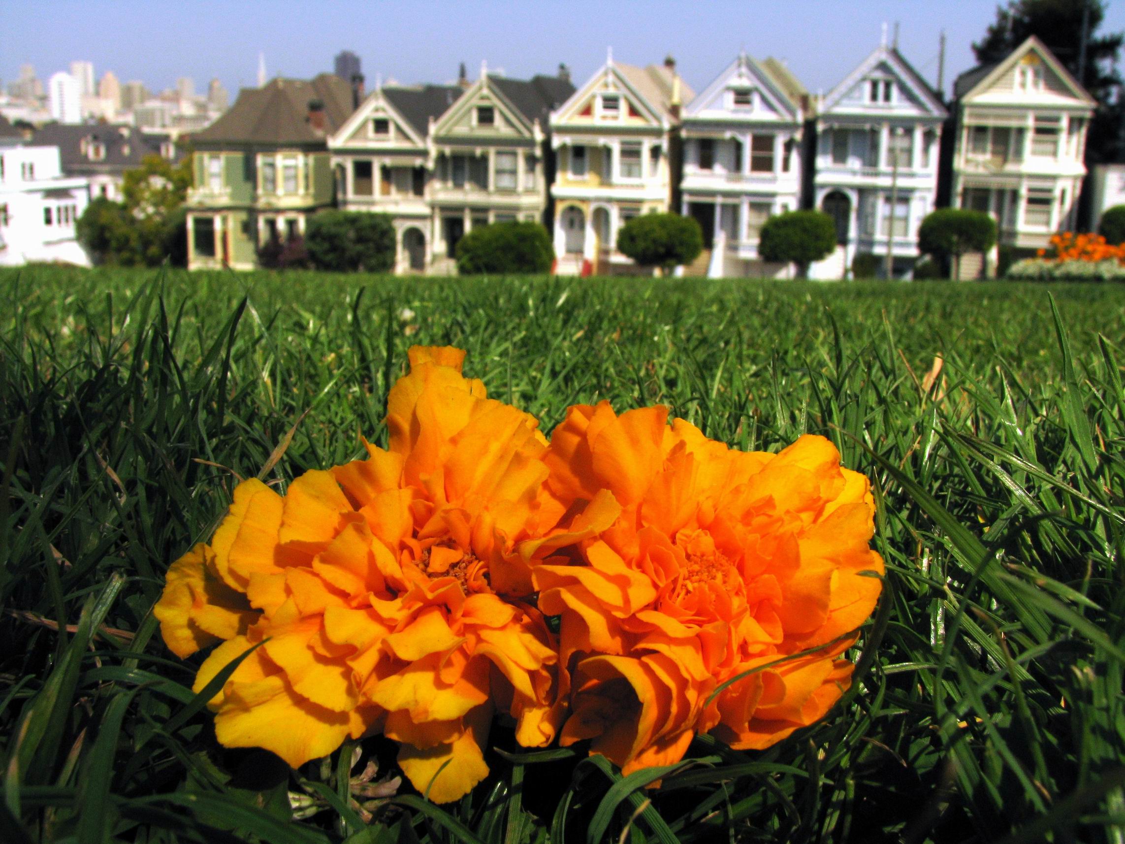 san-francisco-alamo-square